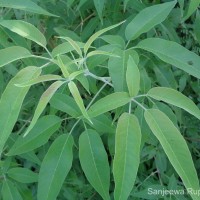 <i>Vitex negundo</i>  L.